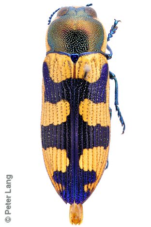 Castiarina creta, PL0299B, male, from Hysterobaeckea behrii, EP, 8.6 × 3.0 mm